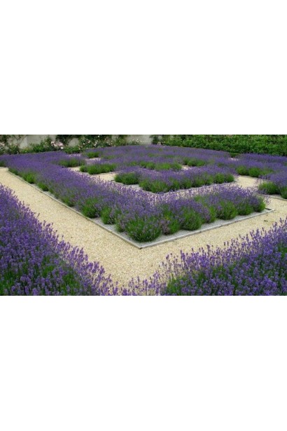 Лаванда вузьколиста Платінум Ніко | Lavandula angustifolia Platinum Niko | Лаванда узколистная Платинум Нико